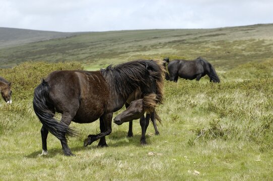 Dartmoor Ponies fighting Dartmoor National Park Devon England