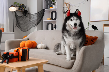 Halloween celebration with pet, husky dog wearing devil horns sitting on sofa in decorated living room with pumpkins and gifts for autumn holiday © Pixel-Shot