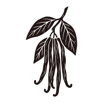 Vanilla Vector Icon Illustration for Flavoring and Dessert Ingredient／バニラ・香料・スイーツ素材のベクターアイコンイラスト