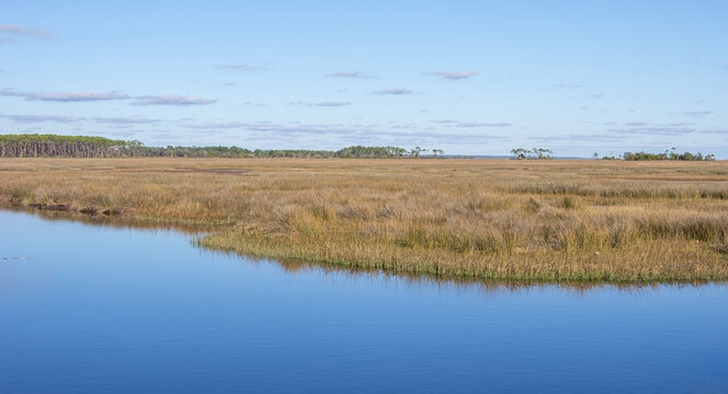 Golden coastal marsh grasses border calm blue water beneath a lightly clouded sky at St. Marks National Wildlife Refuge.