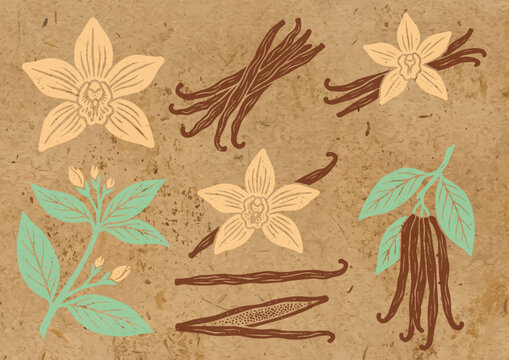 Vanilla Vector Illustration Set for Dessert Ingredient, Flavor and Botanical Design／バニラ・スイーツ素材・植物モチーフのベクターイラストセット