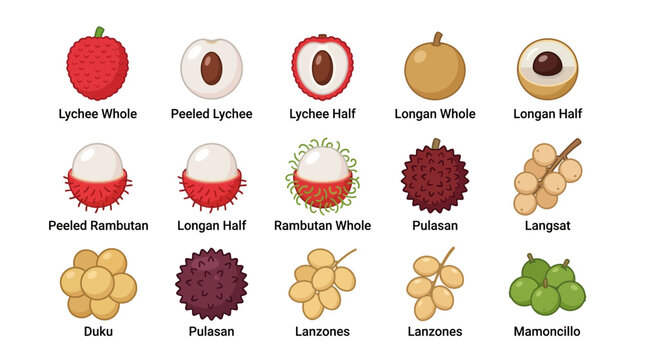 Set of Tropical Exotic Fruits Vector Illustration