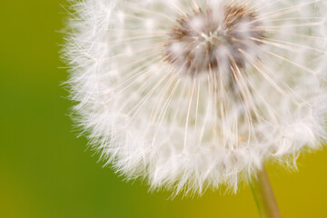 Close-up of a dandelion puffball and its wind pollinated wildflower seeds © Kari Post