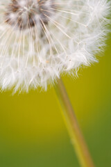 Close-up of a dandelion puffball and its wind pollinated wildflower seeds © Kari Post