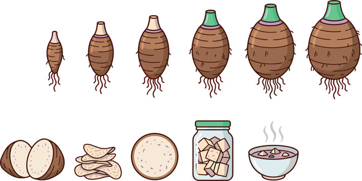 Taro Root Growth Stages Vector Set with Whole Tubers Slices Crispy Chips Pickled Jar and Hot Soup Bowl for Agricultural and Culinary Designs