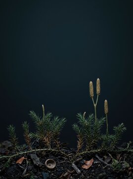 Haunted Forest Copy Space Background featuring detailed green clubmoss plants and tiny fertile strobili sprouting from the dark woodland floor for seasonal nature and fantasy
