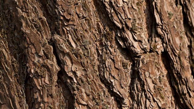 Pine Tree Bark Texture Close-Up