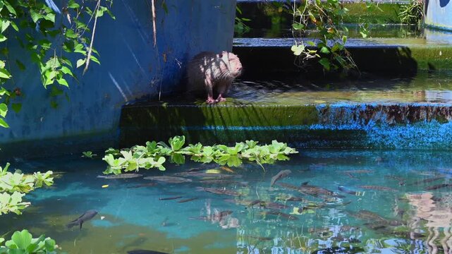 A nutria at the zoo scratches itself with its hind leg and then gracefully dives into the water. The video showcases the animal&rsquo;s natural behavior and charming quirks in a lively zoo setting.