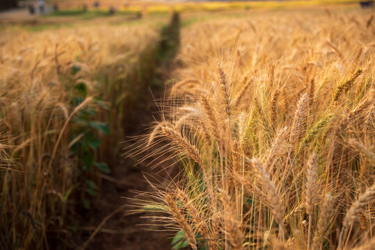 Ripe barleys on evening sunset. Dry barley golden field pasture farmland. Barley wheat agriculture field ingredient for bread grain cultivated in produce agricultural. cultivated natural farmland