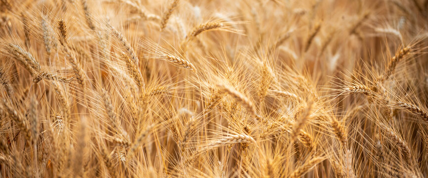 Banner Dry barley golden field pasture farmland. Ripe barleys farmland. Banner Barley wheat agriculture field ingredient for bread grain ripe agricultural. cultivated oat malt farmland copy space