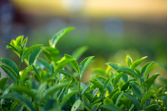 Green tea tree leaves camellia sinensis in organic farm sunlight. Fresh young tender bud herbal farm on summer morning. Sunlight Green tea tree plant. Close up Tree tea plant green nature in morning