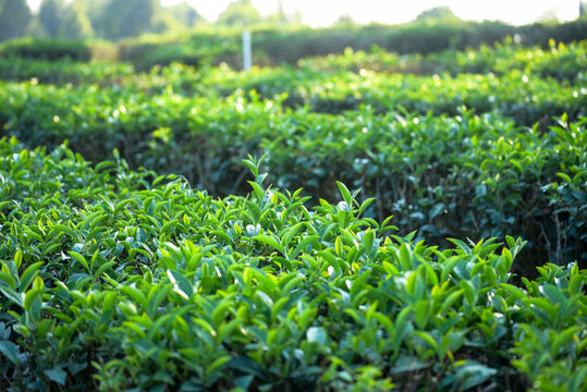 Green tea tree leaves camellia sinensis in organic farm sunlight. Fresh young tender bud herbal farm on summer morning. Sunlight Green tea tree plant. Close up Tree tea plant green nature in morning