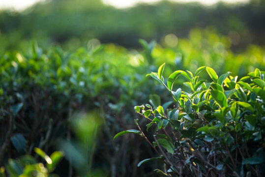 Close up Fresh Tree tea plantation mountain green nature in herbal farm. Freshness herbal green natural garden farmland. Tree tea plantations in morning sun light. Organic farm tender bud herbal