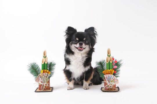 門松の間でにっこり笑う黒いチワワの新年写真