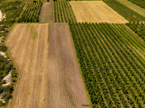 Aerial view of oat bales scattered across harvested fields next to rows of fruit trees in a rural agricultural landscape in Hoeko, Western Cape, South Africa.