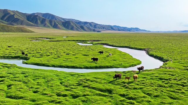 Cattle and yaks graze freely along a winding river in lush green Bayanbulak Grassland, Xinjiang, under sunny afternoon light.