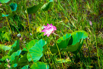 Lotus Lily in Mamukala Wetlands - Kakadu National Park - Australia © Adwo