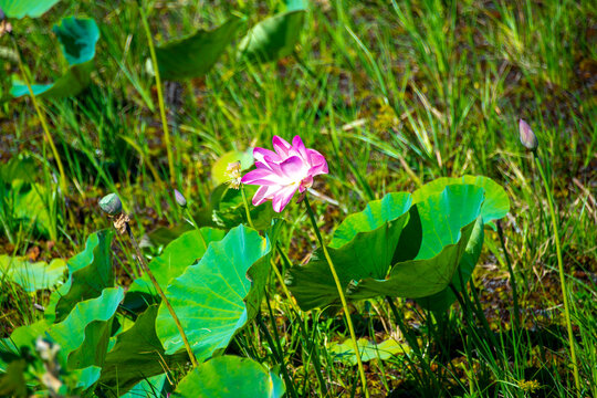 Lotus Lily in Mamukala Wetlands - Kakadu National Park - Australia