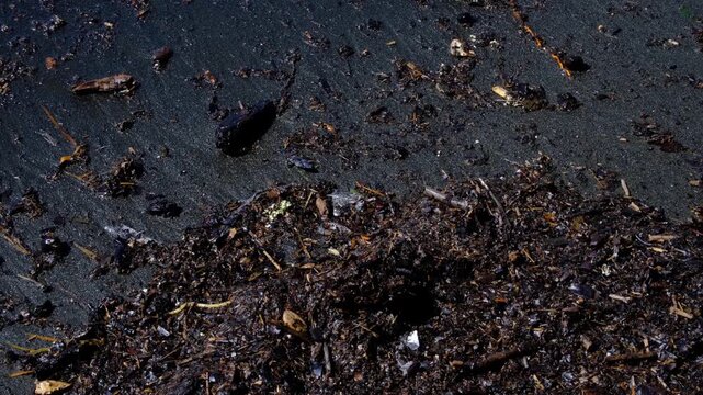 Closeup ocean waves with thick seaweed debris washed ashore onto beach in Fiji, South Pacific