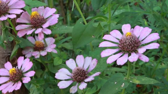 Beautiful purple zinnia flowers sway in the breeze.