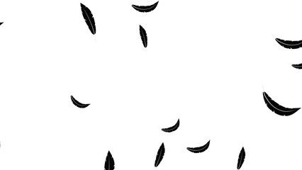 illustration of black feathers flying, made for elements in illustrations related to Halloween © nean studio