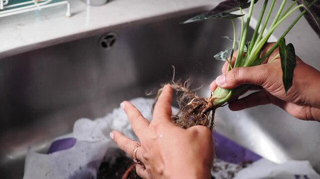 Person rinsing a leafy plant and its roots in a kitchen sink