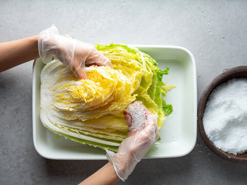 hands in plastic gloves salting and brining fresh napa cabbage in a white tray for making Kimchi