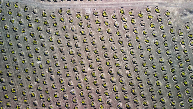 Aerial view of the unique volcanic vineyards in La Geria, with rows of vines planted in circular stone pits on dark volcanic soil in Lanzarote, Canarias, Spain.