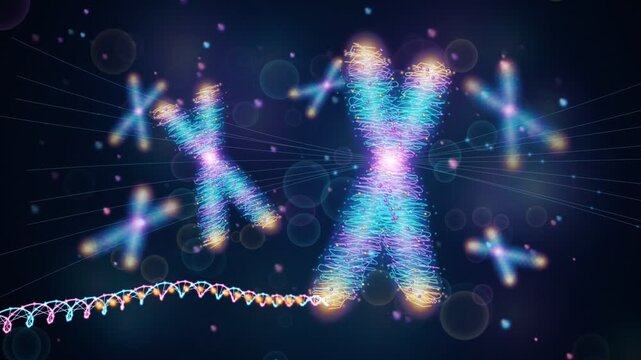 3D human chromosomes chromatin fiber condensation and DNA double helix structure loop animation