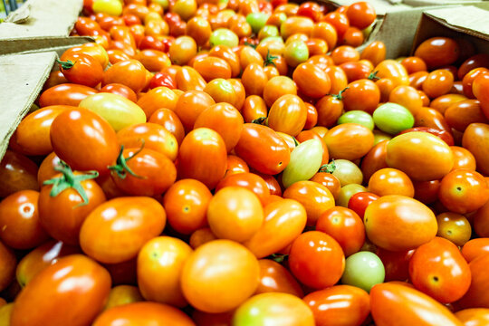Bright and colorful cherry tomatoes piled in large quantities, showcasing various stages of ripeness from green to vibrant red. Tomatoes are packed closely together in cardboard containers, highlighti