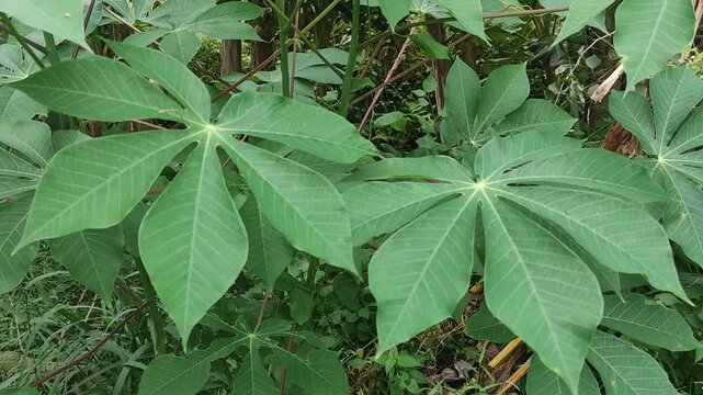 Fresh green cassava leaves swaying gently in the wind outdoors in a tropical garden agriculture crop foliage nature plant