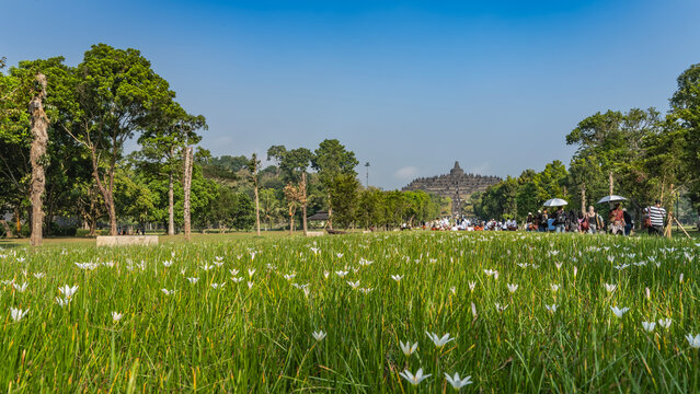 The famous ancient Hindu temple Candi Borobudur against a blue sky. In the foreground, there is a flower bed with green grass and white flowers. People are walking towards the shrine. Indonesia. Java.