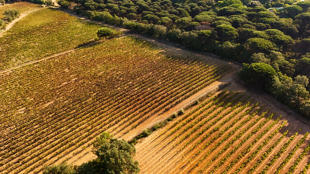 Aerial view of the Gigaro vineyard with rows of grapevines bordered by a dense pine forest under warm golden hour light in La Croix-Valmer, Provence-Alpes-Cote d'Azur, France.