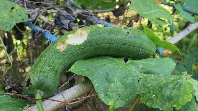 A luffa being gnawed on by a squirrel in the wild.