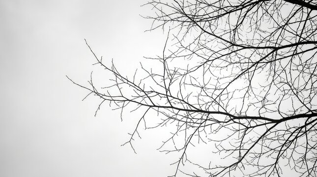 Black silhouette of bare tree branches reaching up towards a bright cloudy autumn sky