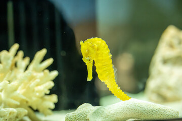水中を漂う黄色いタツノオトシゴ © CrioStudio