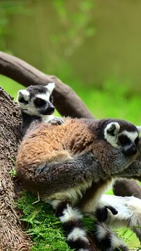 pair of lemurs in their natural habitat.