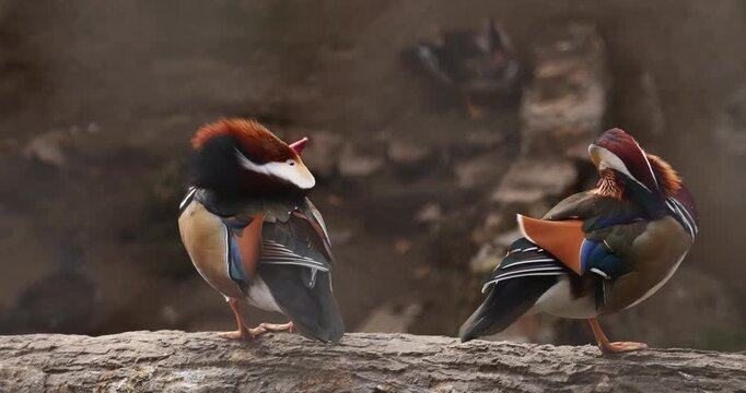 wildlife footage: two male mandarin ducks with bright orange, blue, green and burgundy plumage stand on a stone ledge, one preens its feathers. Soft blurred rocky background, 4K bird clip