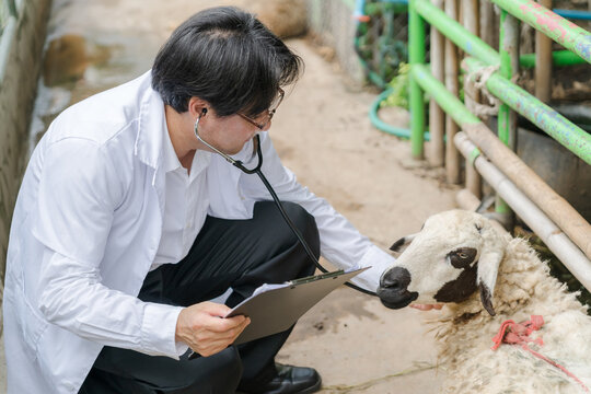 Asian male veterinarian using a stethoscope to examine a sheep in the local farm.
