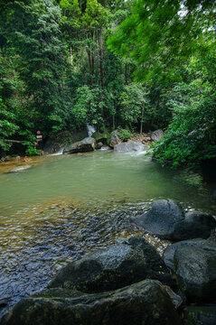 Tranquil Forest Stream with Rocks and Dense Green Canopy in Nature