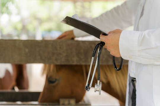 Close up of veterinarian holding a stethoscope and clipboard checking on a horse in the stable.