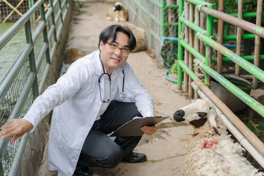 Asian male veterinarian checking on a sheep in the farm while holding a clipboard.