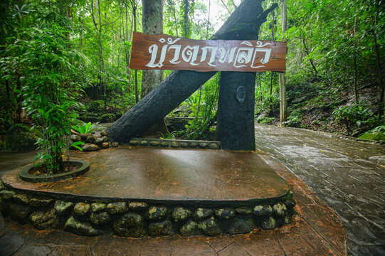 Tranquil Forest Waterfall Entrance with Wooden Sign and Pathway Scene