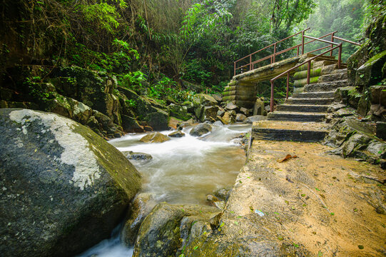 Tranquil Forest Stream with Stone Pathway and Wooden Bridge in Nature