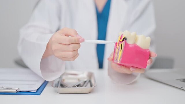 Dentist with tooth Anatomy model. Oral Teeth decay and disease, Scrape off tartar. March Oral health, Dentist Day, False Teeth. Toothache and Children Dental Health Month and Orthodontic Health Day