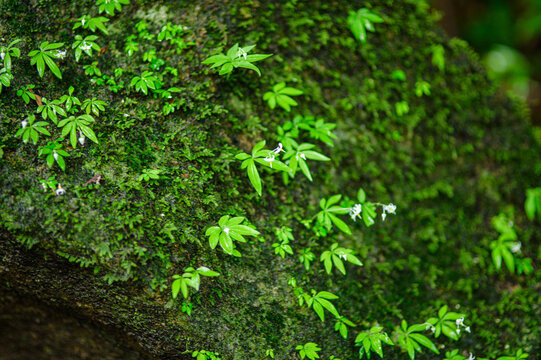 Dense Green Moss with Small Bright Leaves and White Flowers on Bark Surface