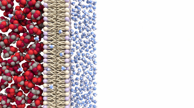 Osmosis Across a Semipermeable Cell Membrane &mdash; 3D Visualization
