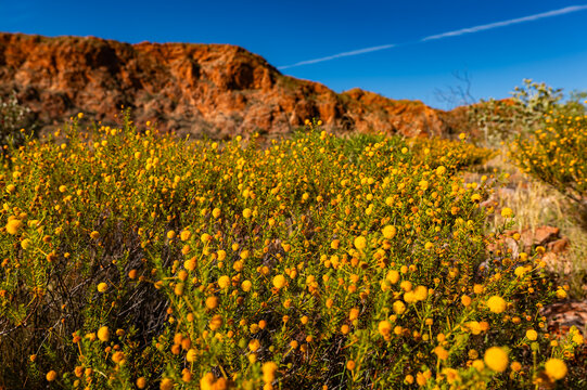 blooming yellow flowers in a red rock outback landscape