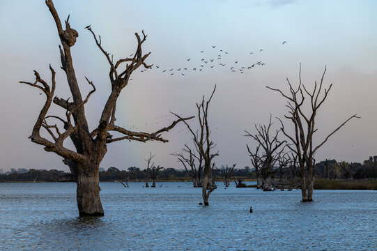 Rainbow above a lake and dead trees