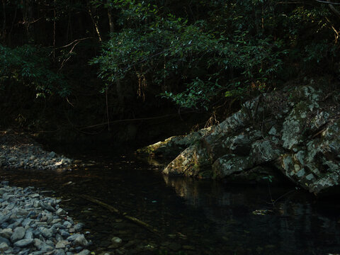 Dappled sunlight filtering through dense rainforest canopy onto rocky creek pool